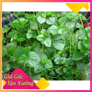 Hạt giống rau càng cua 0.5gr