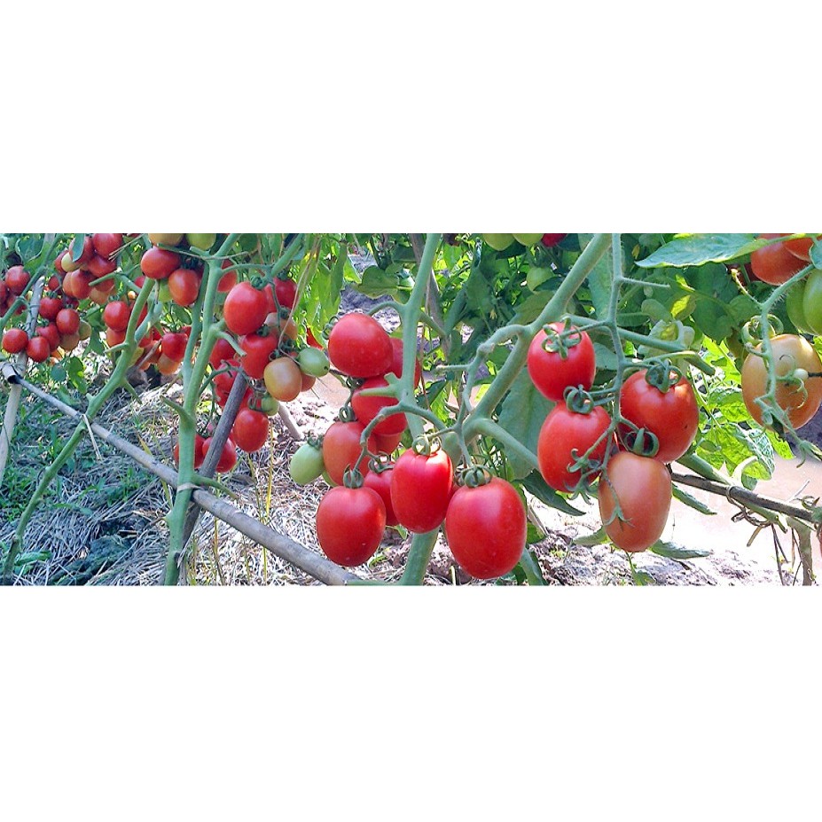 Phá lẻ 10 hạt đẹp cà chua quả to, chịu nhiệt tốt Tokita