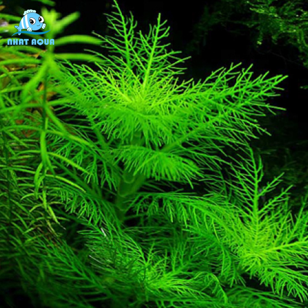 Cây Thủy Sinh Liễu Thơm