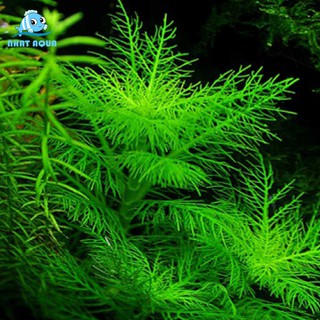 Cây Thủy Sinh Liễu Thơm