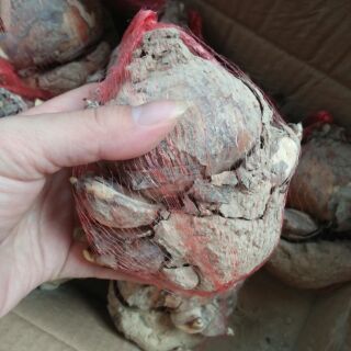 Củ giống hoa thủy tiên