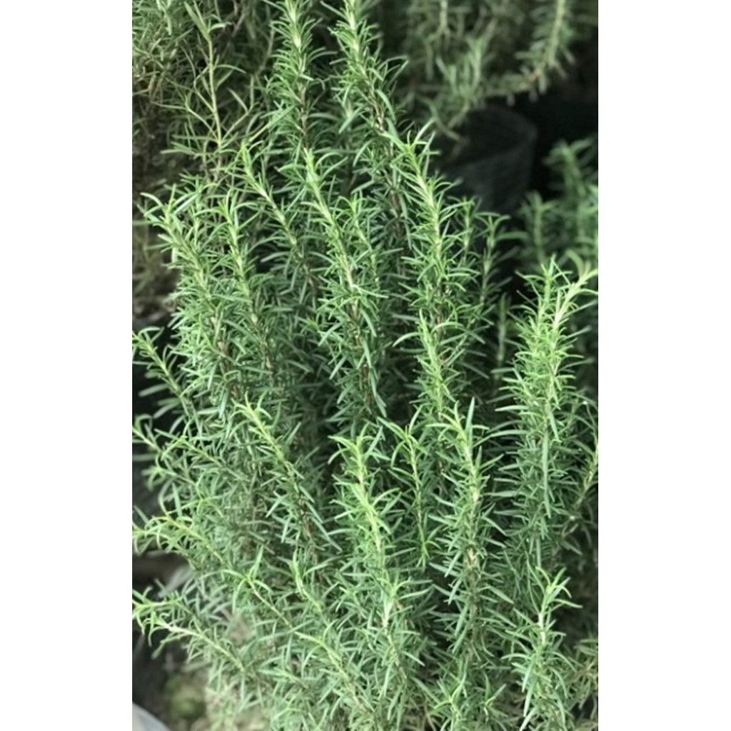 Hạt giống Hương thảo