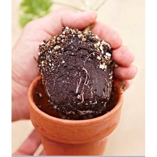 Thuốc Ra Rễ Cực Mạnh TAKE ROOT (Garden Safe) USA ( 56,6gr)