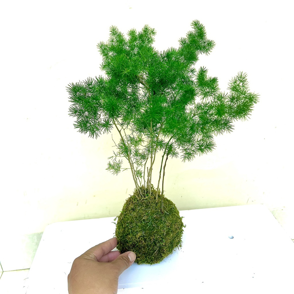 Cây tùng nho tiểu cảnh trồng nghệ thuật Kokedama .
