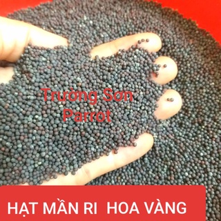 Hạt mần ri hoa vàng(hạt cải dầu) kích lửa cho cu gáy, bóng long...