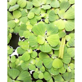 Bèo cái thủy sinh cho bể cá thủy sinh, hồ cá, hồ non bộ - 10 cây