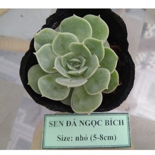 Sen đá ngọc bích - size nhỏ (5-8cm)