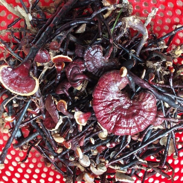 Nấm linh chi cổ cò đỏ (100% rừng Tây Nguyên)
