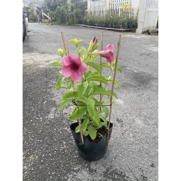 Cây Huỳnh Anh Tím