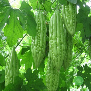1kg khổ qua rừng hàng loại 1 F091