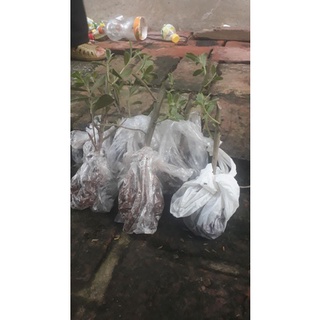 1kg cúc tần tươi