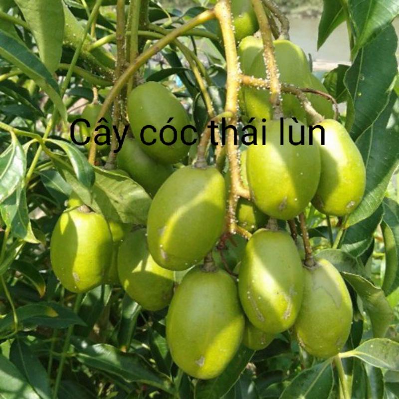 CÂY CÓC THÁI LÙN