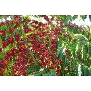 Cà phê rang xay mộc