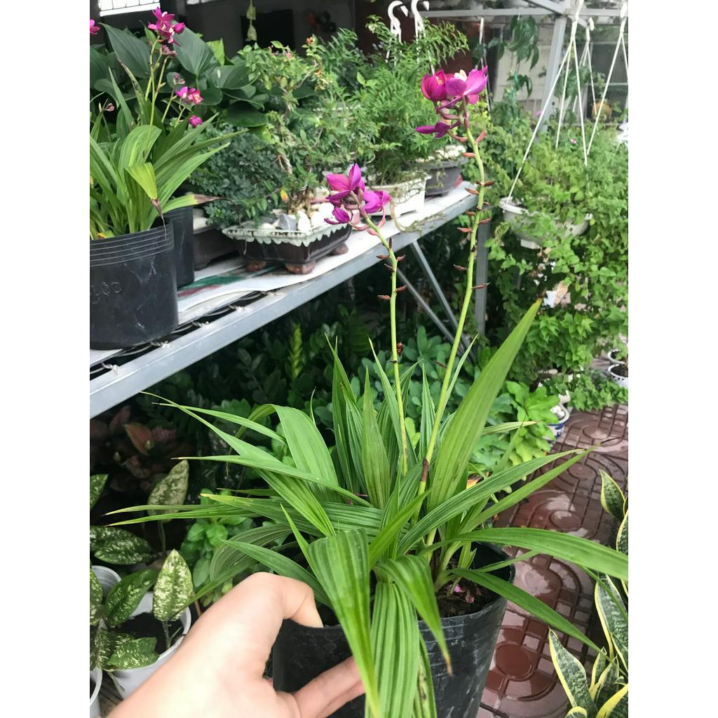 Cay địa lan hoa tím đang trổ bông + Tặng 02 cây nhót ngọt