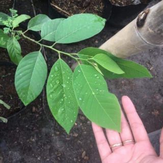 NA DỨA ĐÀI LOAN