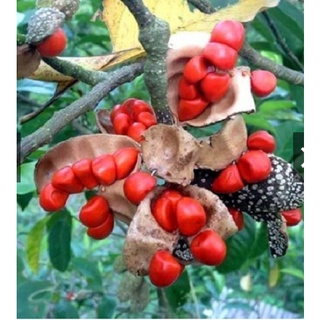 Cây dổi ghép