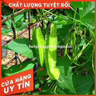 Hạt giống đậu rồng - còn hàng
