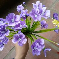 Cỏ nhựa