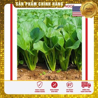 Hạt giống rau cải ngọt 200 hạt usa