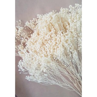 [ĐƯỢC TRỢ GIÁ] Hoa Khô Baby Bloom (Bó 35gr)