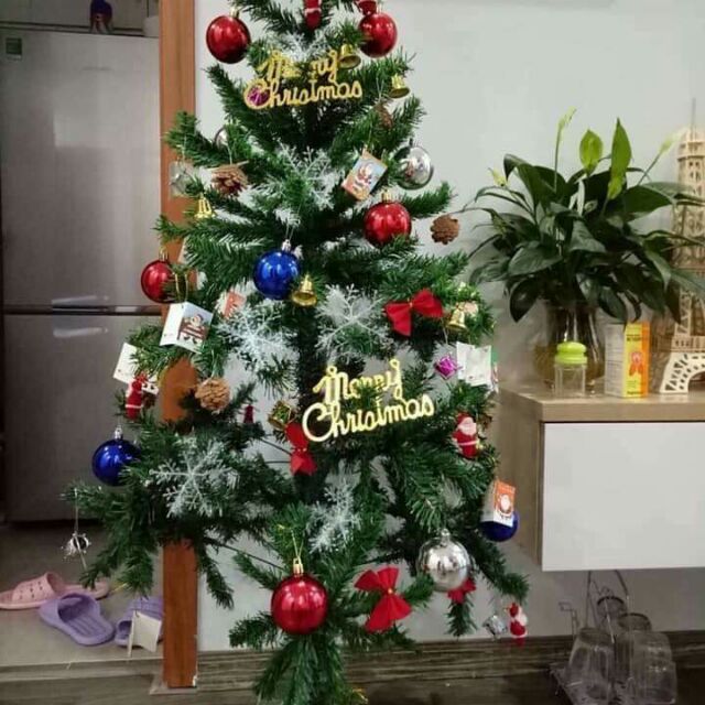 Cây thông noel