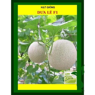 [Giống Chịu Nhiệt] 122 Hạt - Hạt Giống Dưa Lê F1 Giòn Ngọt