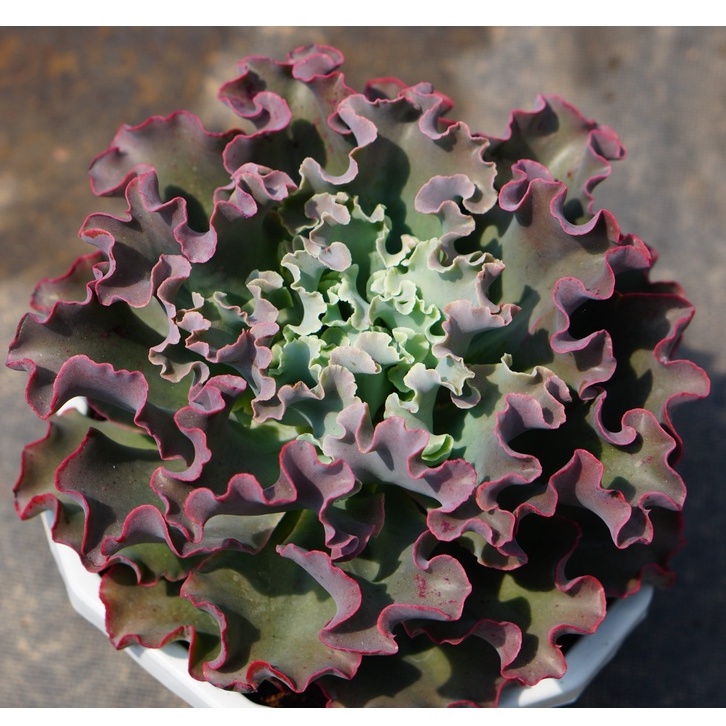 Sen Đá Bắp Cải siêu to khổng lồ 22cm GLASS GARDEN, Bao khỏe, đẹp, dễ trồng, Hàng Đà Lạt thuần khí hậu, Lỗi 1 đổi 1