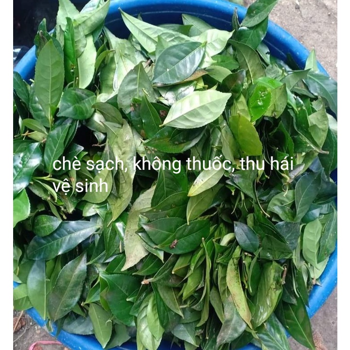 Lá chè tươi, không thuốc trừ sâu, thu hái sạch sẽ(chỉ giao miền bắc)