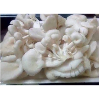 🍄NẤM BÀO NGƯ TRẮNG - Ship hỏa tốc 🛵
