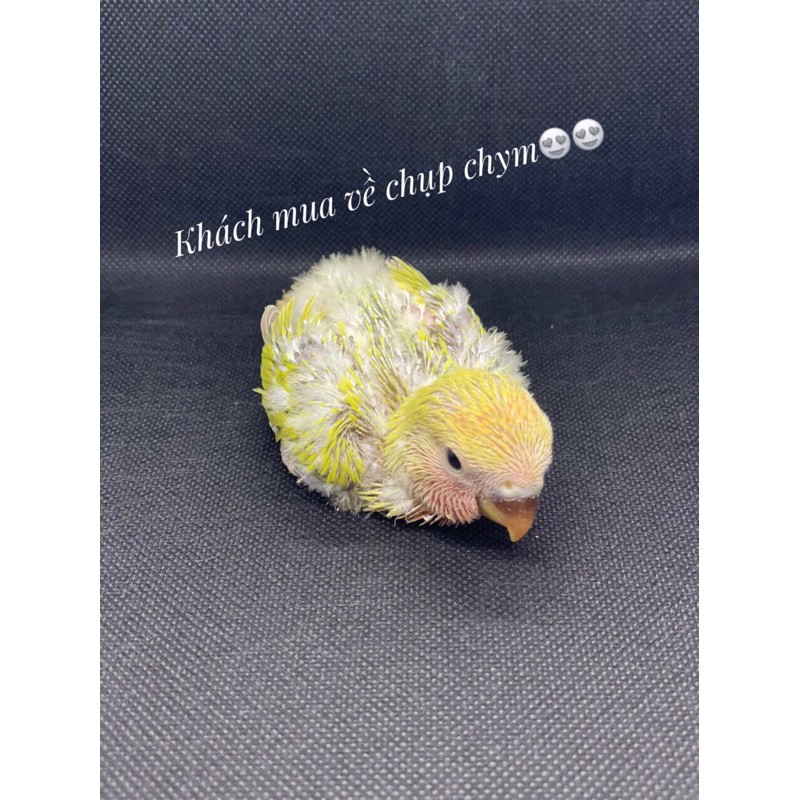 Hộp chụp hình sản phẩm size 22x23x24cm phiên bản mới 2 thanh LED 40 bóng-6 phông nền. | BigBuy360 - bigbuy360.vn