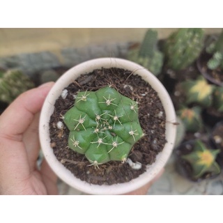 Xương rồng damsi