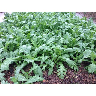 20gr - HẠT GIỐNG RAU TẦN Ô
