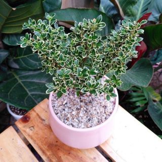 Hoa bạch tuyết mai MIX CHẬU để bàn