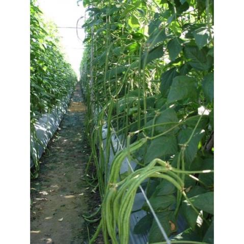 Hạt Giống Đậu Đũa Cao Sản F1