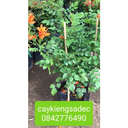 Caykiengsadec- Chùm ớt+tặng phân bón cho cây-hoa lá cây kiểng-