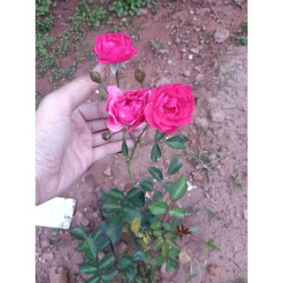 Cây giống hoa hồng chùm