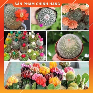 🌵20h - hạt giống xương rồng mix đủ loại🌵