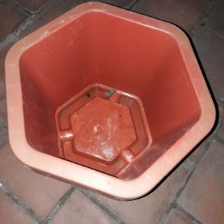 Chậu nâu 31cm- combo 20 cái