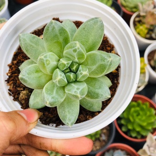 Sen đá kim cương trắng sz trung 10cm