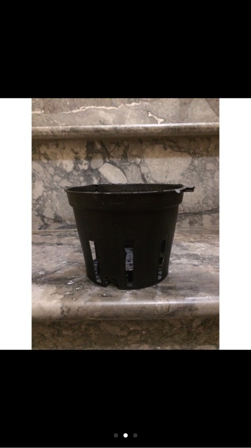 5 chậu nhựa trồng Lan phi 14