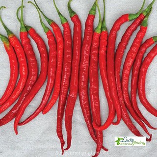 30 hạt giống ớt đậu đũa xtra tặng kèm phân và kích mầm
