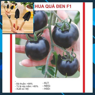 Hạt Giống Cà Chua Đen TẶNG BỘ LÀM VƯƠN MINI
