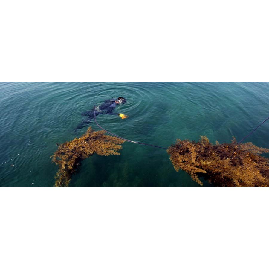 rong mơ khô- rong biển khô- hải thảo- sâm rong biển- rong mơ 500G