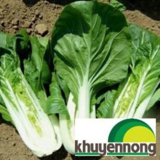 10 gr hạt giống cải bẹ trắng