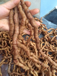 Củ Ba kích tím Quảng Ninh