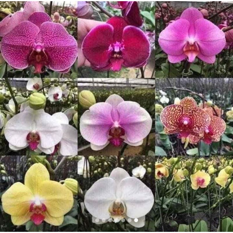 Combo 10 cây lan hồ điệp đại đủ màu
