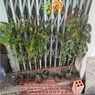 Combo 5 cây cẩm lai cây giống