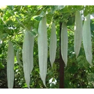 Hạt giống khổ qua tây tn212