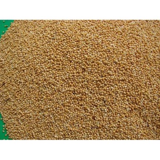 1kg -kê bóng vàng -thức ăn: yến phụng • sóc • gà kiểng.