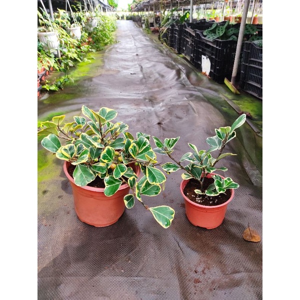 Chậu mềm Ficus triangularis variegata - Bàng tam phúc